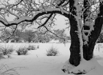 Snow, trees and fields, Hirwaun(1)