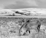 The same view in black and white with Hepste-fechan farm in the distance