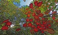 Autumnal Details from Westonbirt Arboretum (12)