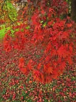 Autumnal Details from Westonbirt Arboretum (2)