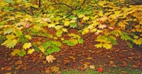 Autumnal Details from Westonbirt Arboretum (4)